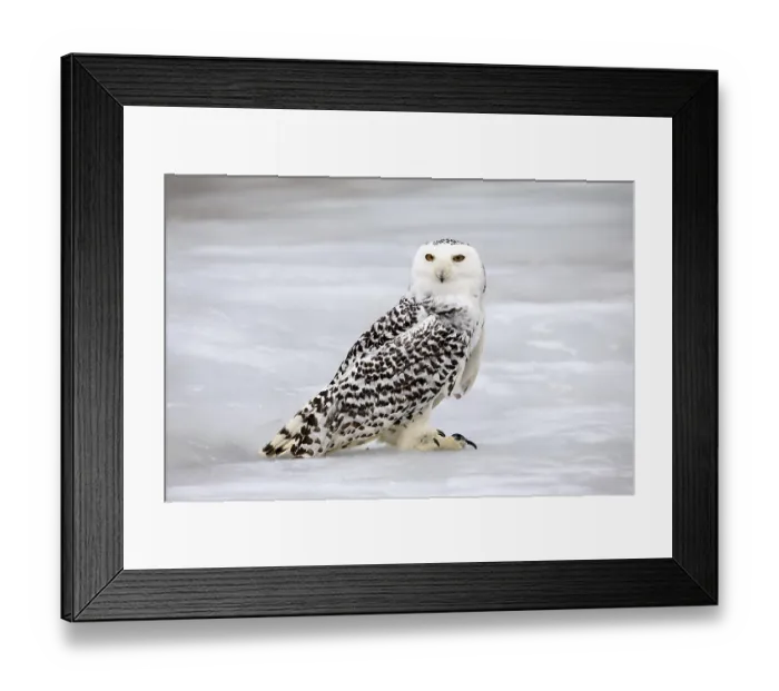 Framed Print : Snowy owl (Nyctea scandiaca), snowy owl Framed Print : Snowy owl (Nyctea scandiaca), snowy owl