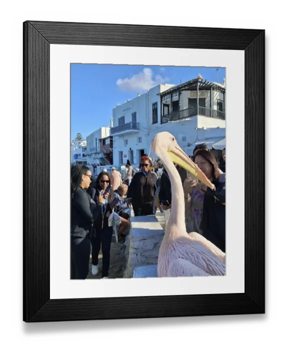 Framed Print : Pelican in front of Little Venice