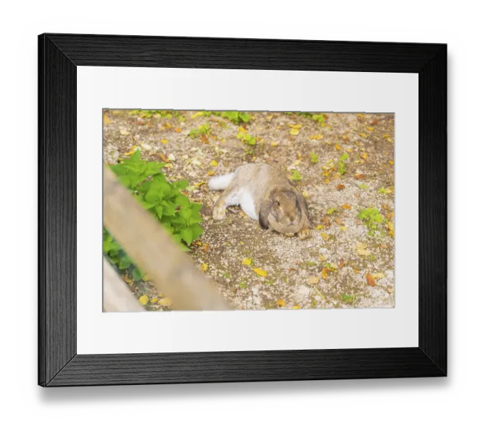 Framed Print : A hare is lying relaxed on the ground surrounded by leaves