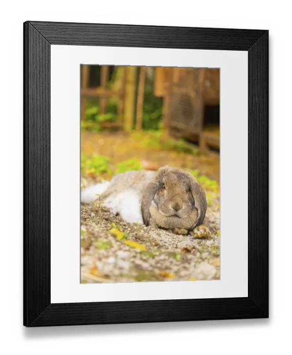 Framed Print : Close-up of a rabbit resting in a natural setting Framed Print : Close-up of a rabbit resting in a natural setting