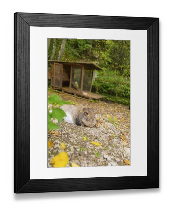 Framed Print : A hare sitting in an outdoor enclosure surrounded by fallen leaves Framed Print : A hare sitting in an outdoor enclosure surrounded by fallen leaves