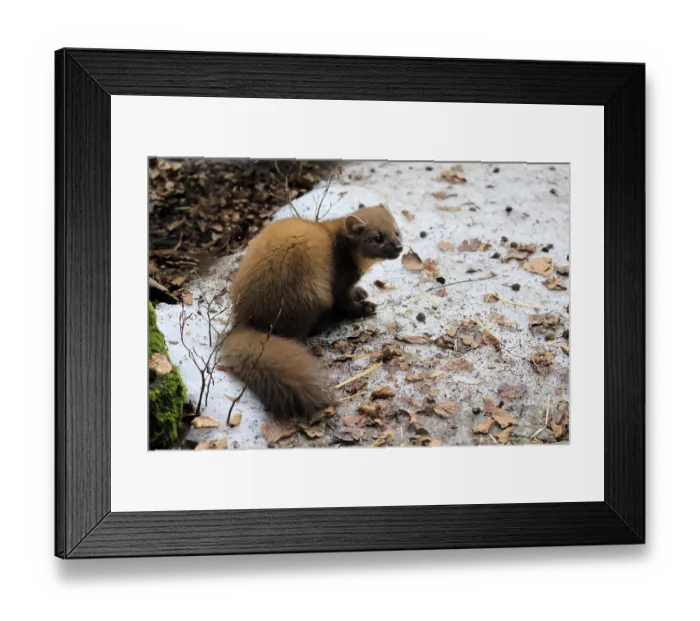 Framed Print : Marten (Martes martes), adult, alert