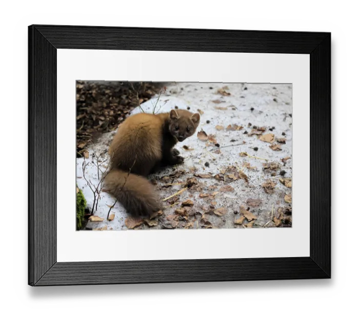 Framed Print : Marten (Martes martes), adult, alert