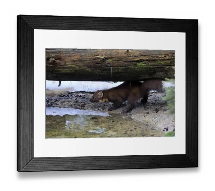 Framed Print : Marten (Martes martes), adult, alert