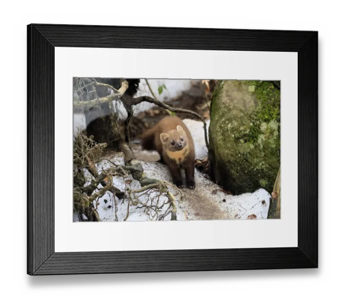 Framed Print : Marten (Martes martes), adult, curious