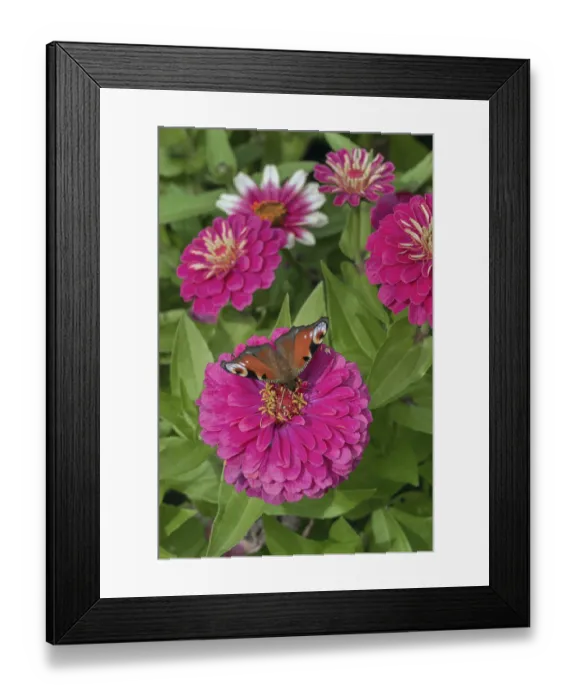 Framed Print : Zinnias (Zinnia), and butterfly