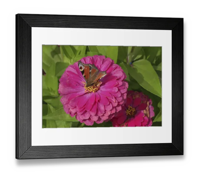 Framed Print : Zinnias (Zinnia), and butterfly Framed Print : Zinnias (Zinnia), and butterfly