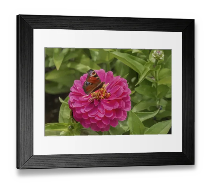 Framed Print : Zinnia (Zinnia), and butterfly