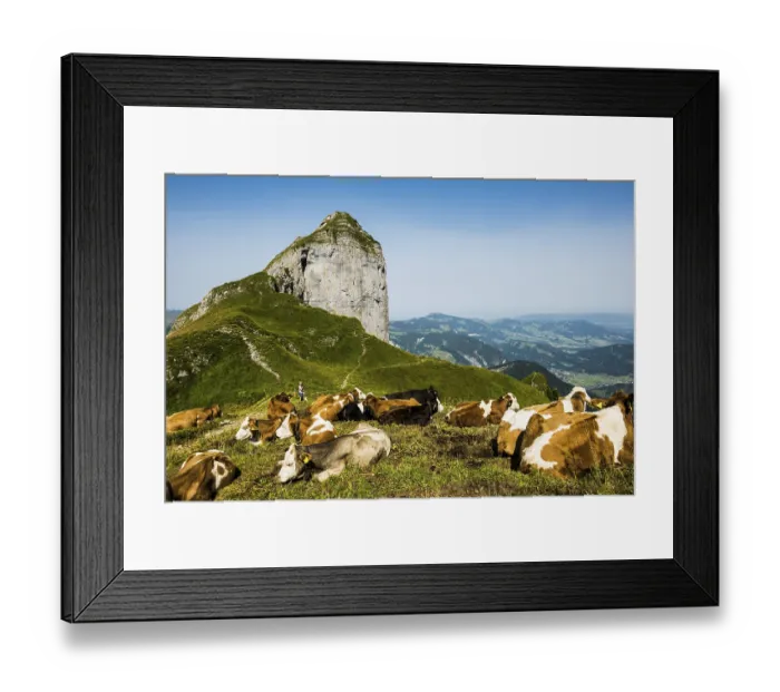 Framed Print : Mountain landscape and cows, Kanisfluh