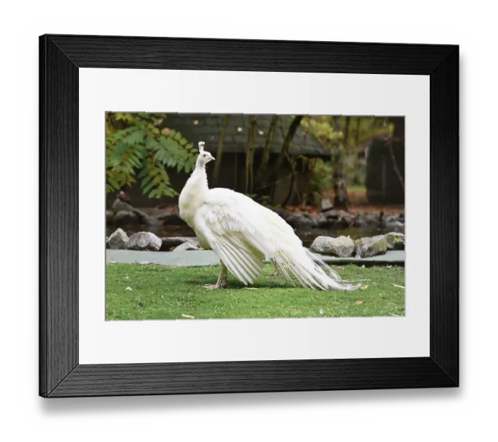 Framed Print : White Indian peafowl Pavo cristatus mut
