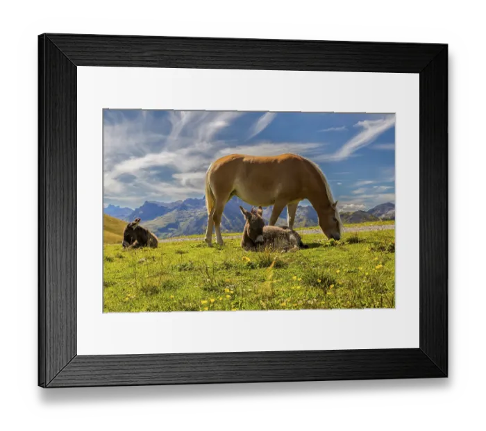 Framed Print : A horse and two donkeys relax on a blooming meadow against a mountain backdrop