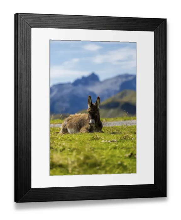 Framed Print : A donkey is relaxing in a meadow in front of a mountain backdrop