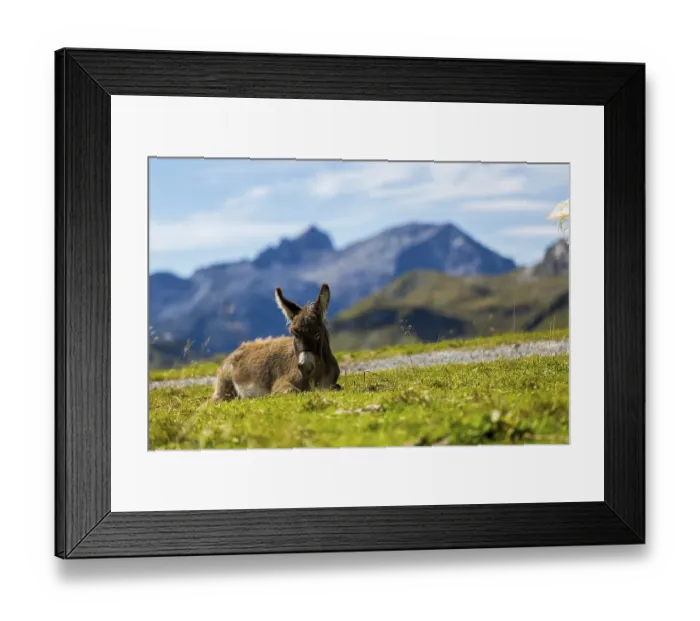 Framed Print : A donkey is lying on a green field with mountains in the background Framed Print : A donkey is lying on a green field with mountains in the background