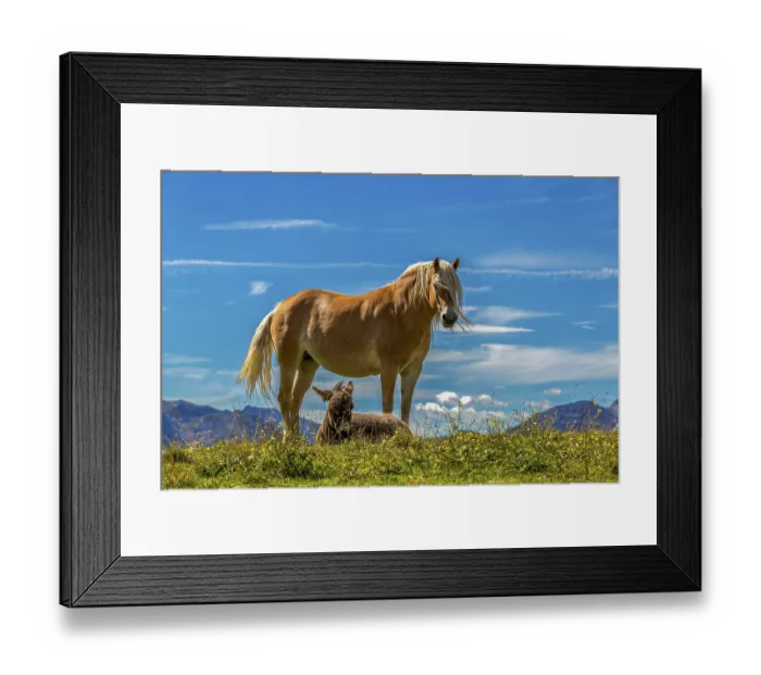 Framed Print : A horse stands with a foal in the grass under a blue sky Framed Print : A horse stands with a foal in the grass under a blue sky