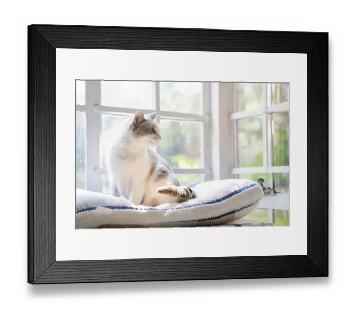 Framed Print : House cat in front of a window Framed Print : House cat in front of a window