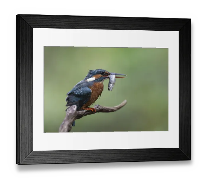 Framed Print : Kingfisher (Alcedo atthis) with brown trout
