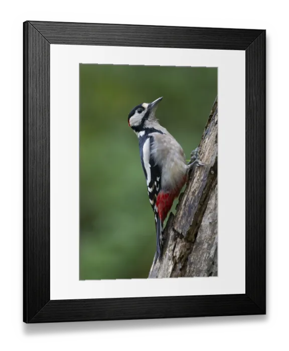 Framed Print : Buntspecht (Dendrocopos major)