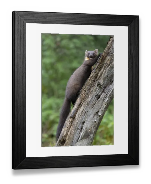 Framed Print : European pine marten (Martes martes) Framed Print : European pine marten (Martes martes)
