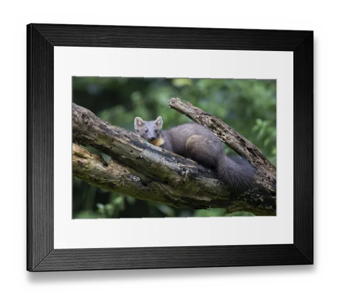 Framed Print : European pine marten (Martes martes) Framed Print : European pine marten (Martes martes)