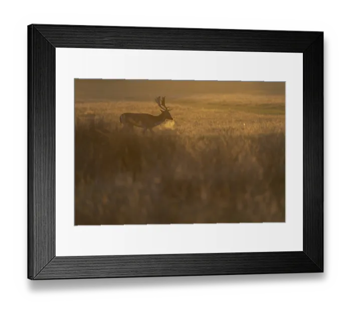 Framed Print : Fallow deer, London, England, Great Britain Framed Print : Fallow deer, London, England, Great Britain