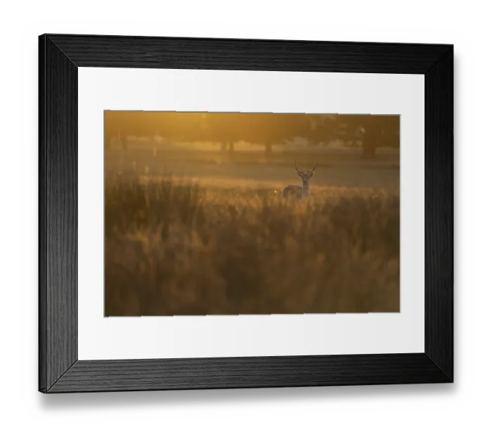 Framed Print : Fallow deer, London, England, Great Britain