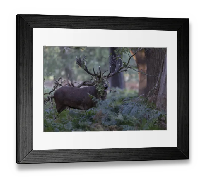 Framed Print : Red deer at the rutting 2025, London