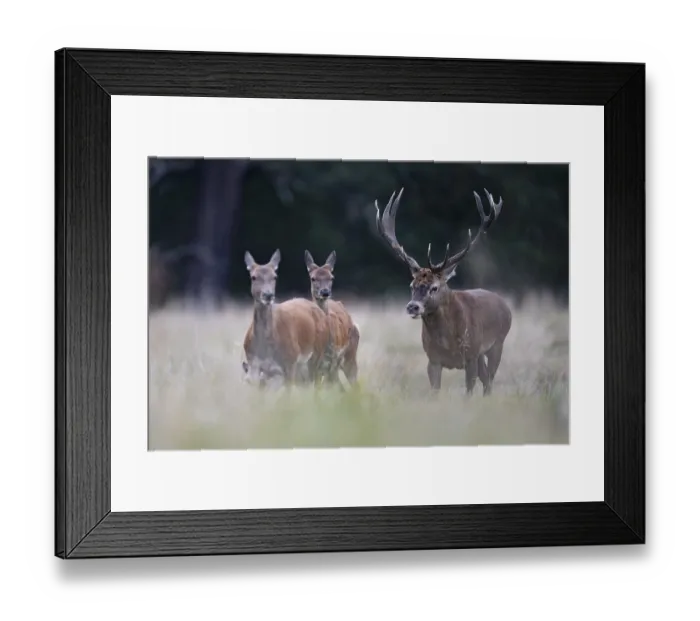 Framed Print : Red deer at the rutting 2025, London Framed Print : Red deer at the rutting 2025, London