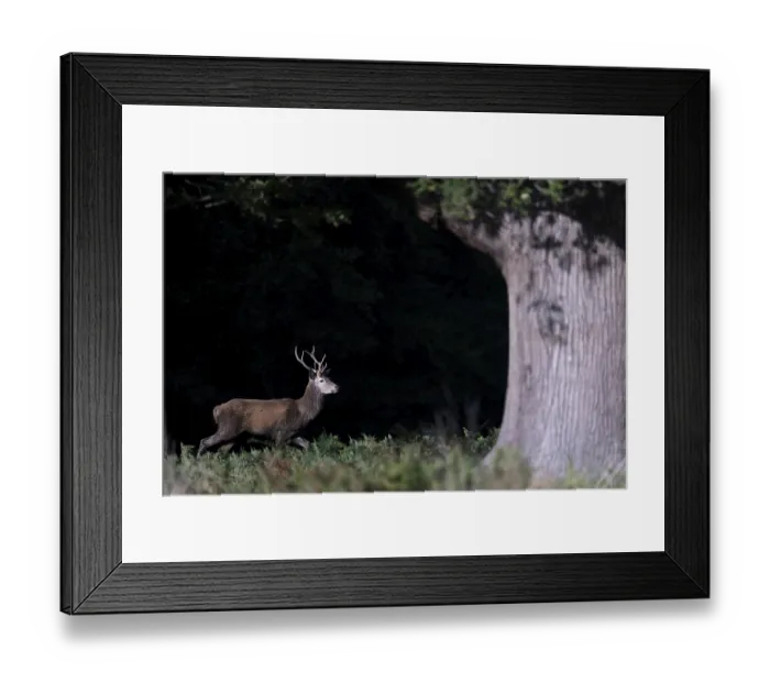 Framed Print : Red deer at the rutting 2025, London