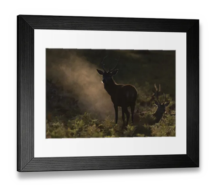 Framed Print : Red deer at the rutting 2025, London Framed Print : Red deer at the rutting 2025, London