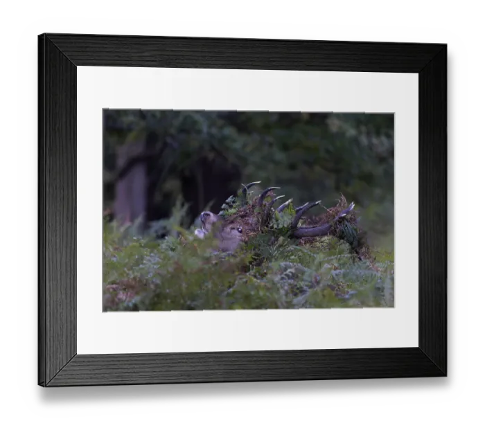 Framed Print : Red deer at the rutting 2025, London