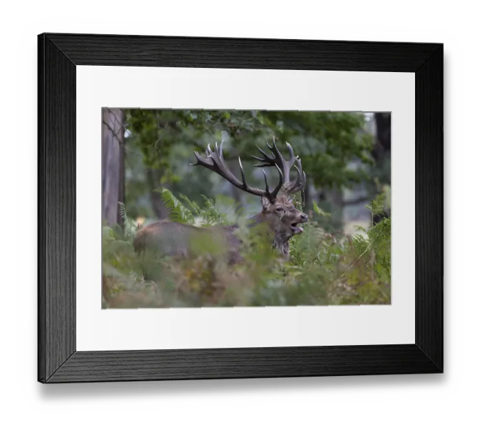 Framed Print : Red deer at the rutting 2025, London