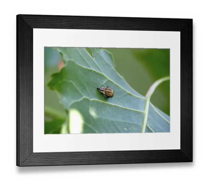 Framed Print : Poplar leaf beetle, larva, autumn, Germany Framed Print : Poplar leaf beetle, larva, autumn, Germany