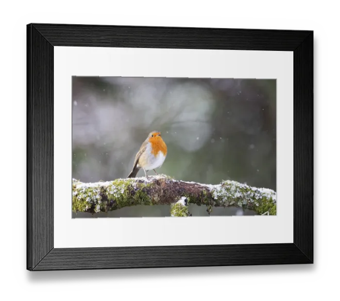 Framed Print : European Robin Erithacus rubecula on a snowy branch in Aberfeldy Framed Print : European Robin Erithacus rubecula on a snowy branch in Aberfeldy