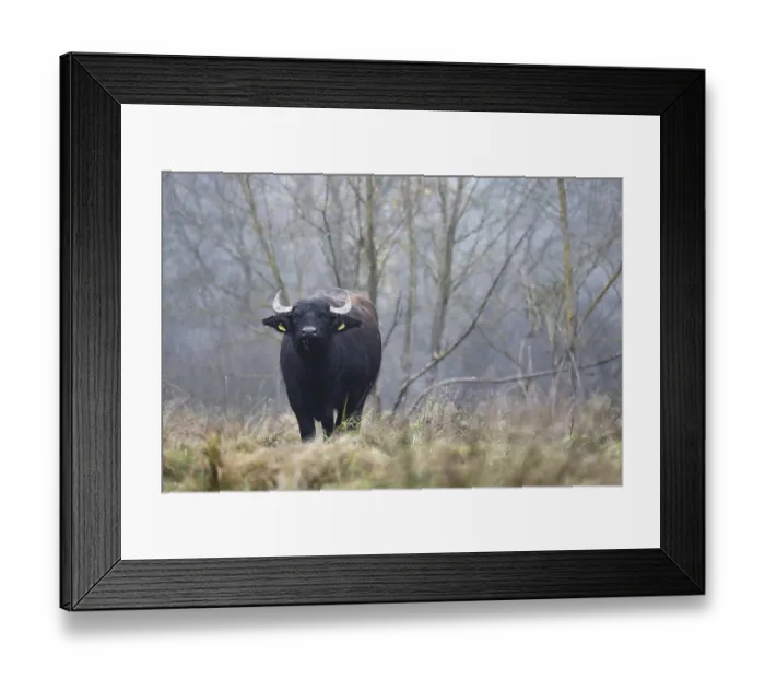 Framed Print : Eating water buffalo cow in landscape management