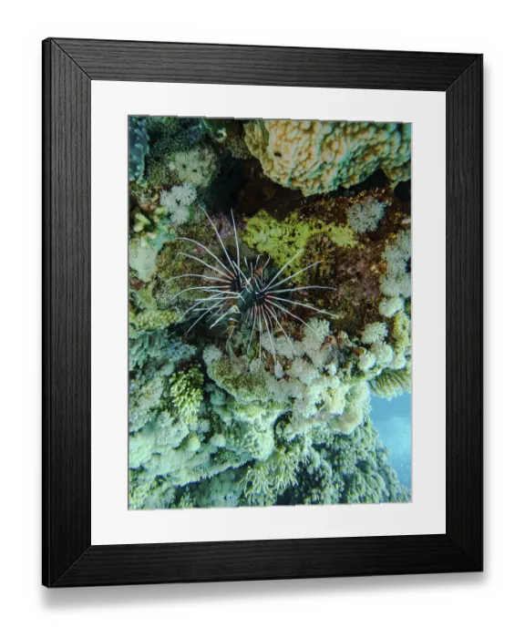 Framed Print : Lionfish, Hurghada, Egypt, Red Sea Framed Print : Lionfish, Hurghada, Egypt, Red Sea