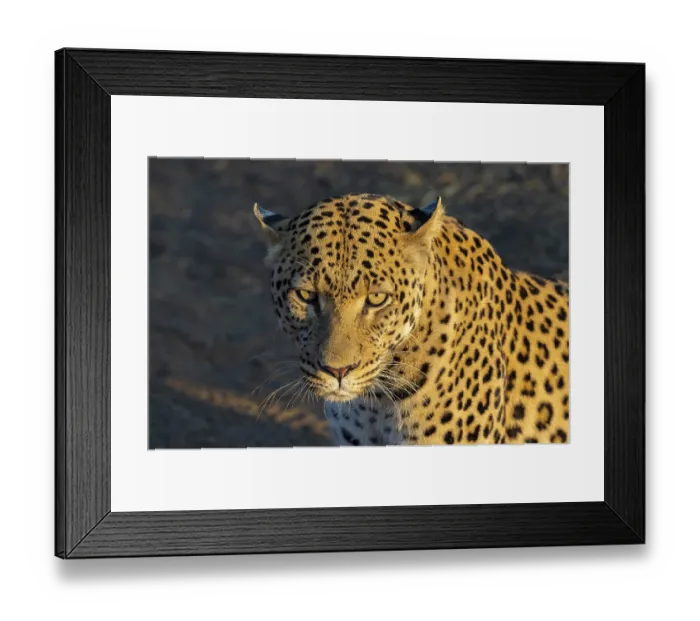 Framed Print : Leopard (Panthera pardus), Khomas Region, Namibia Framed Print : Leopard (Panthera pardus), Khomas Region, Namibia