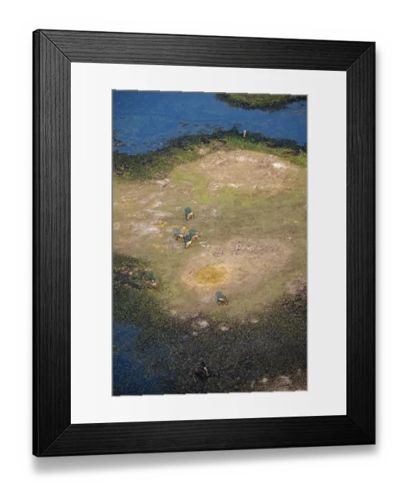 Framed Print : Striped gnu (Connochaetes taurinus) Framed Print : Striped gnu (Connochaetes taurinus)