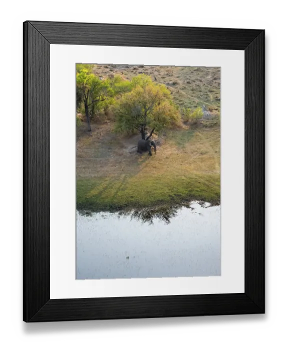 Framed Print : African elephant (Loxodonta africana)