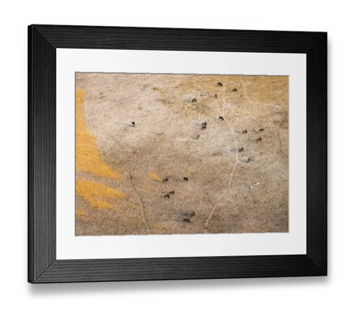 Framed Print : Striped willow (Connochaetes taurinus)
