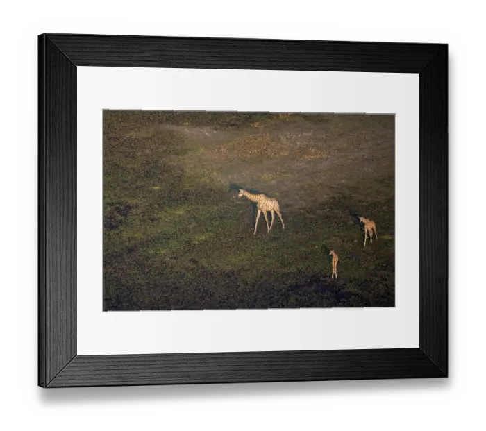 Framed Print : Cape giraffe (Giraffa giraffa giraffa)