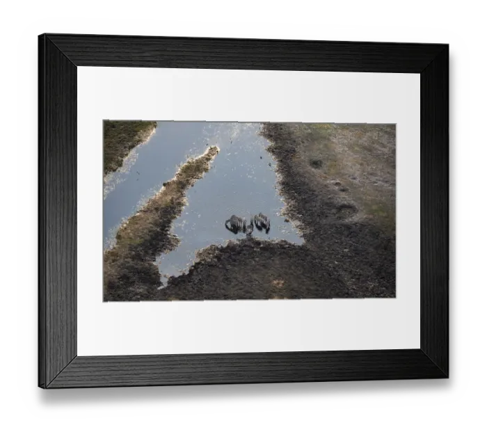Framed Print : Steppe zebras (Equus quagga) drinking by the river