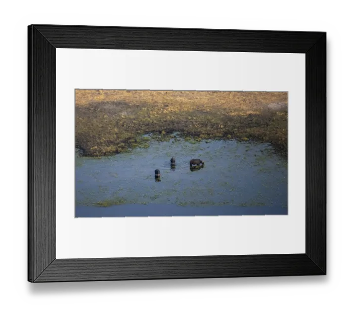 Framed Print : Kaffir buffalo (Syncerus caffer caffer)
