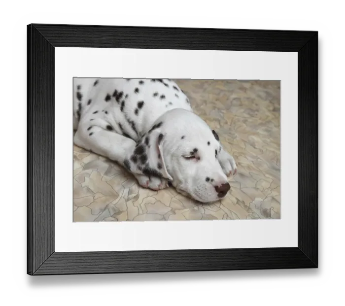 Framed Print : Sleeping on the floor Dalmatian puppy Framed Print : Sleeping on the floor Dalmatian puppy