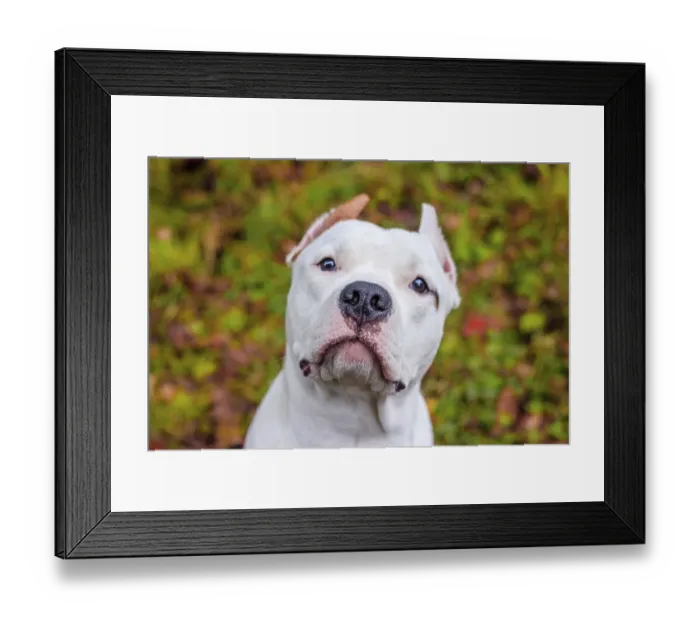 Framed Print : Amstaff dog on a walk in the park