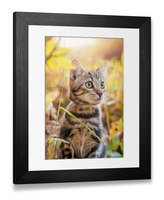 Framed Print : Domestic cat for a walk in the autumn park