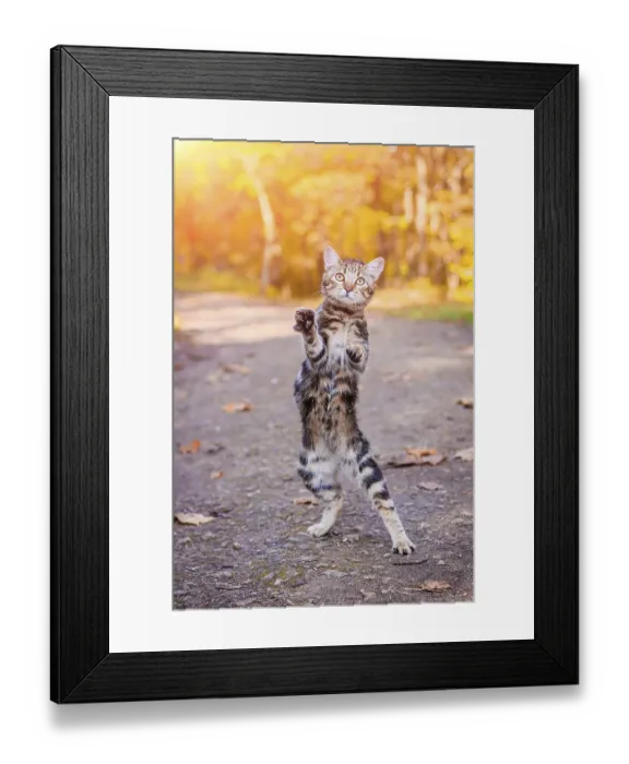 Framed Print : Domestic cat for a walk in the autumn park