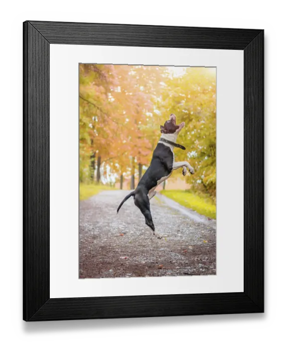 Framed Print : Amstaff dog on a walk in the park Framed Print : Amstaff dog on a walk in the park