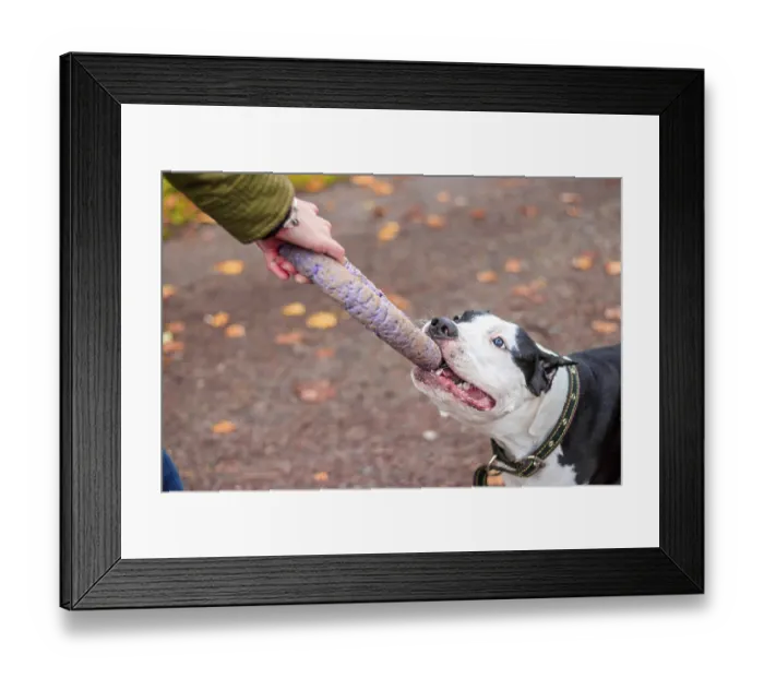 Framed Print : Amstaff dog on a walk in the park