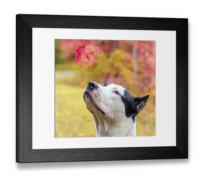 Framed Print : Amstaff dog on a walk in the park