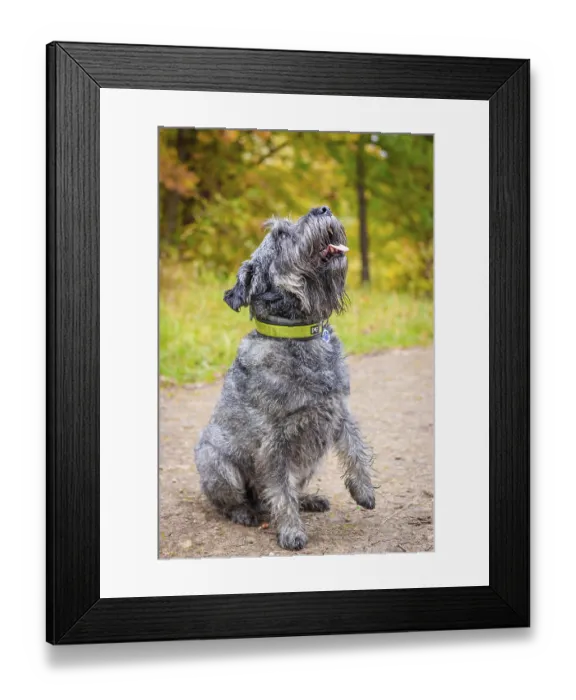 Framed Print : Miniature schnauzer dog for a walk in the autumn park Framed Print : Miniature schnauzer dog for a walk in the autumn park